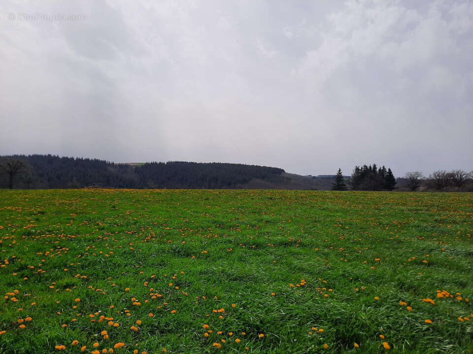 Terrain 1500 m² à Roannes-Saint-Mary  - photo 3