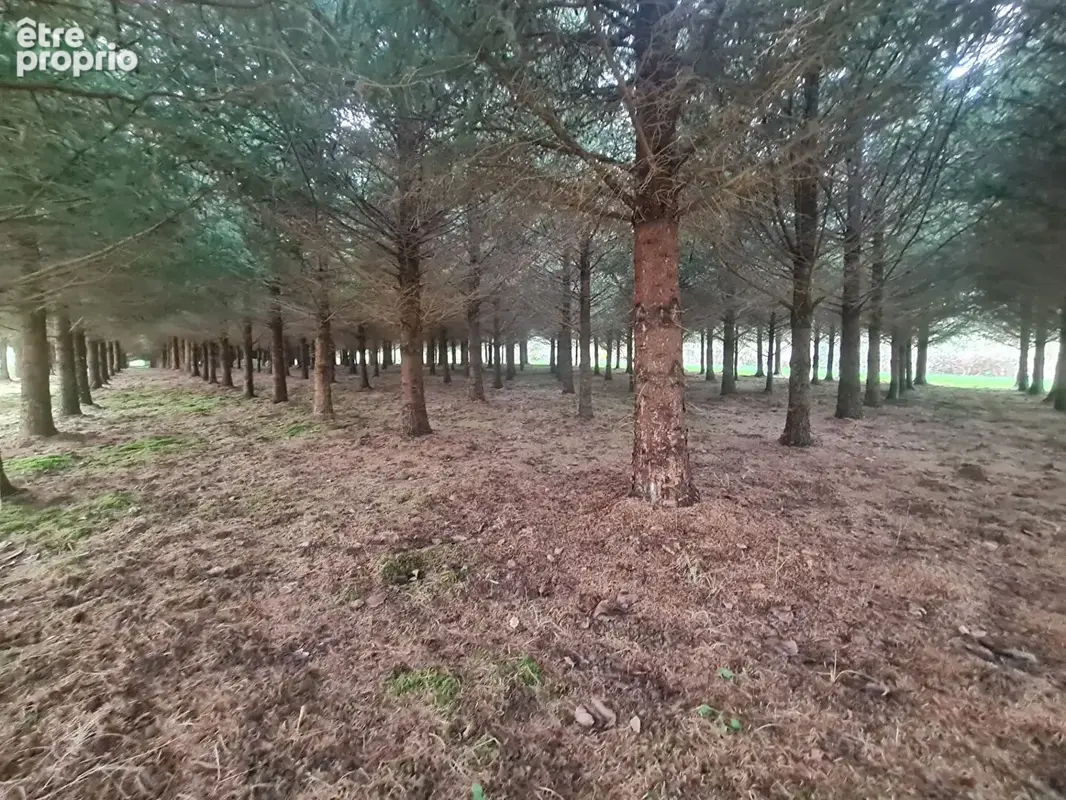 Plan d'eau et bois sur 47 800 m²  -  sortie d'alencon - photo 5