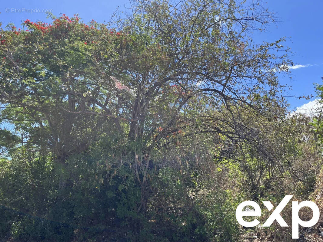 Terrain à SAINT-PIERRE