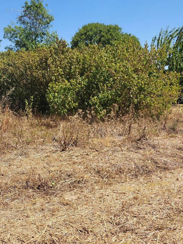 Terrain à THAIRE