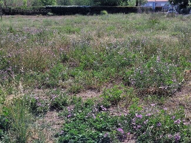 Terrain à POLLESTRES