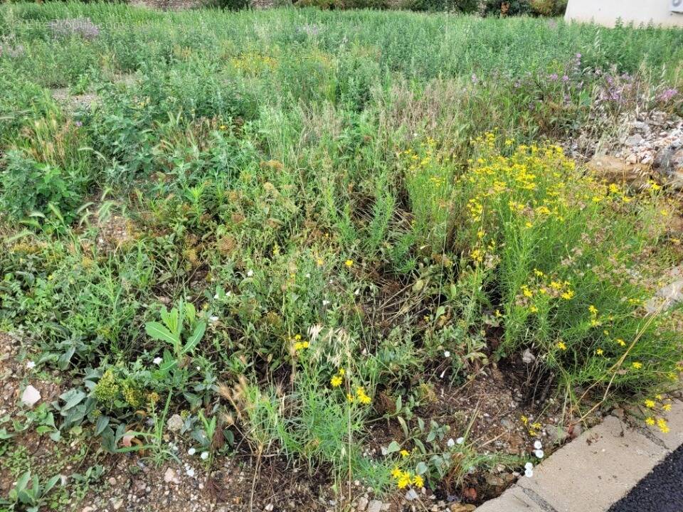 Terrain à CASES-DE-PENE