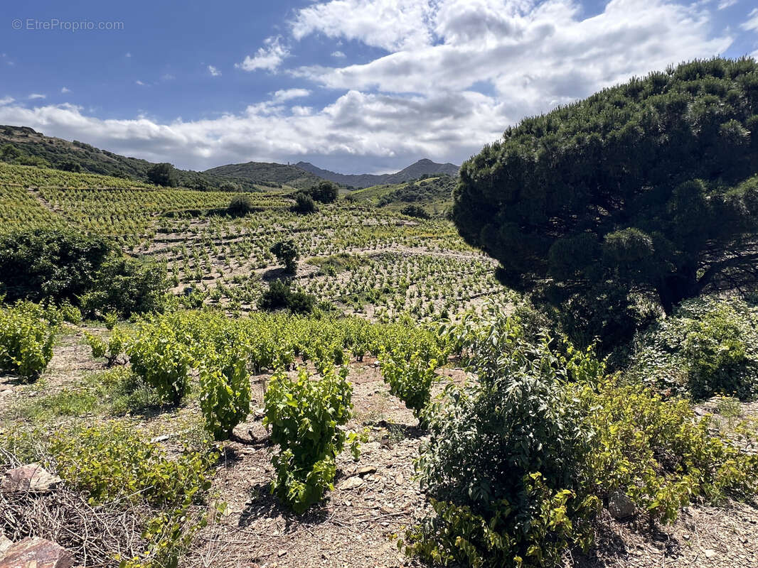 Vigne à vendre sur Collioure à 99 000€ et 10370m2 - photo 5