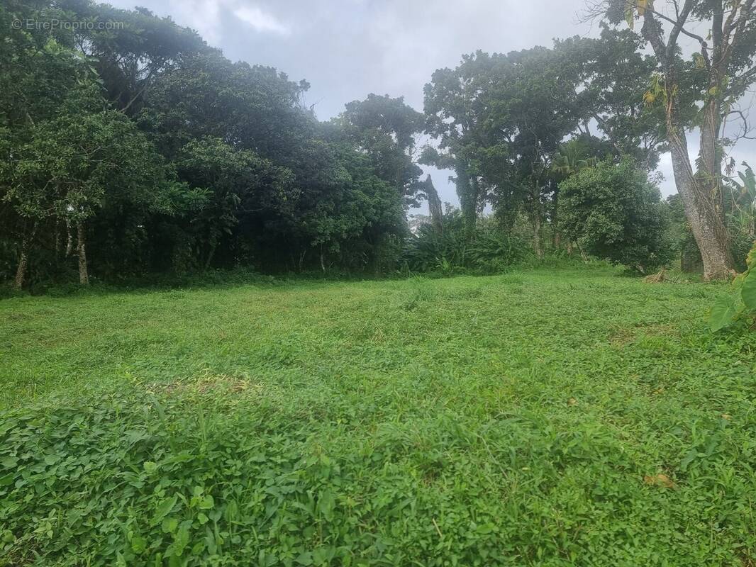 Terrain à LE MORNE-ROUGE