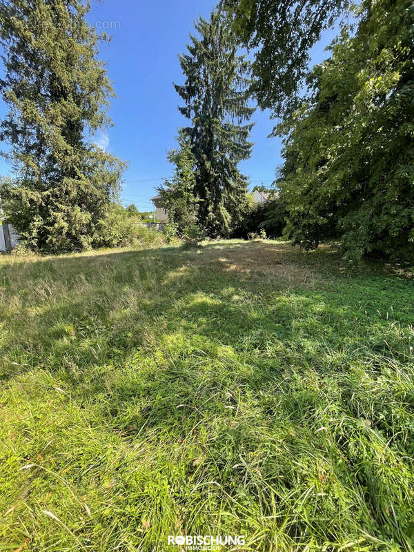 DANNEMARIE : beau terrain plat de 10 ares - photo 2