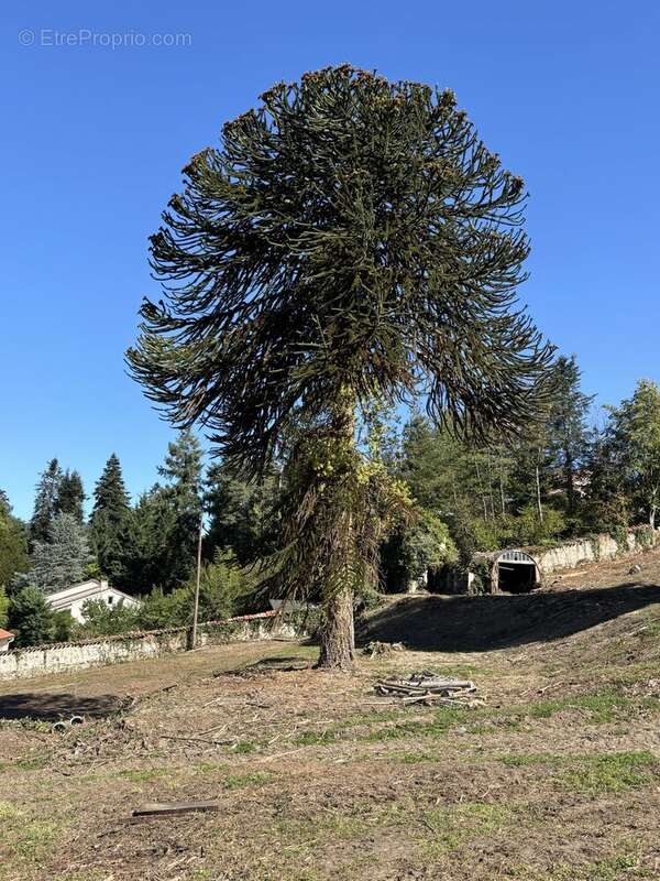 Terrain à AUREC-SUR-LOIRE