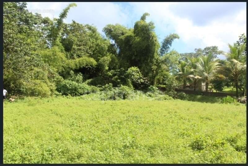 À Vendre – Grand terrain à bâtir de 6 130 m² à Ajoupa-Bouillon (Martinique) - photo 8