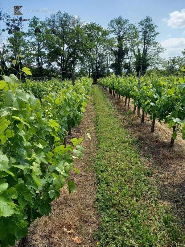 Maison à SAINT-EMILION