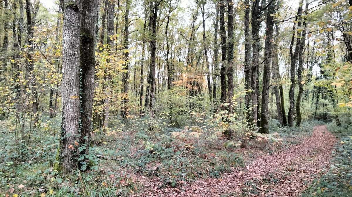 Terrain à VOUILLE