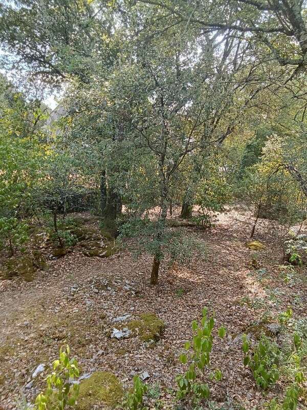 Très beau terrain constructible plein sud. - photo 9