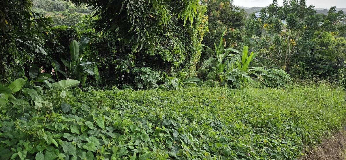 Terrain à LE LAMENTIN