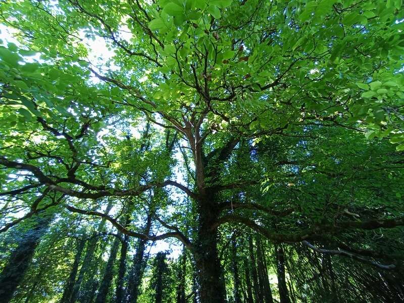 Maison à CELLES-SUR-BELLE