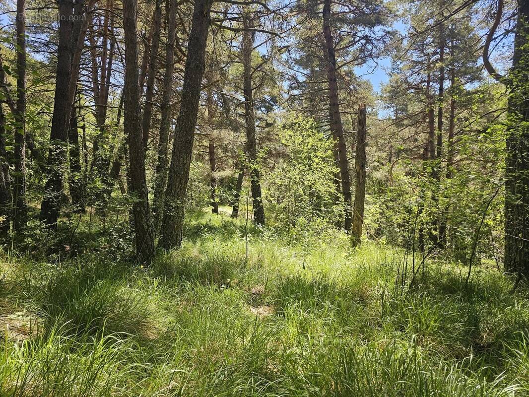 Terrain à CAILLE