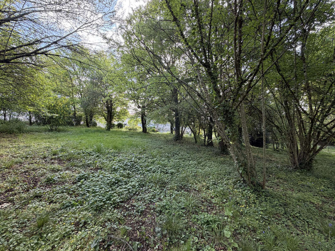 Sous bois. 