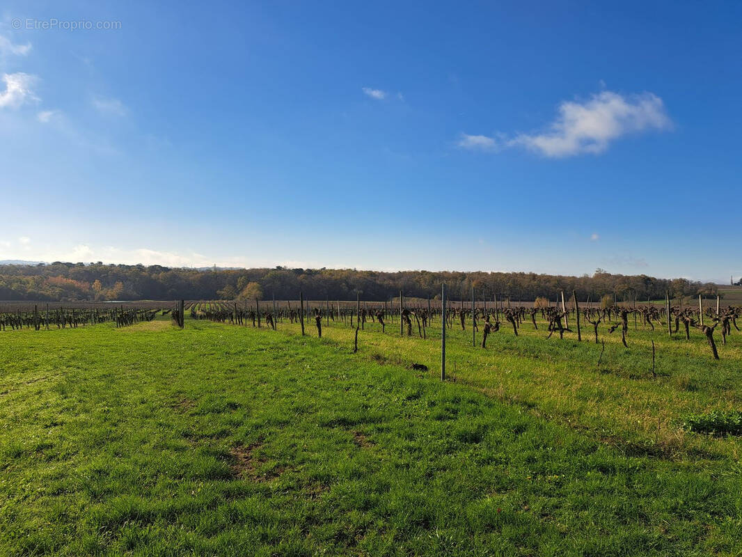Terrain à SAINT-MACAIRE