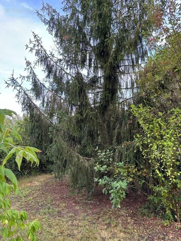 Terrain à ANDERNOS-LES-BAINS