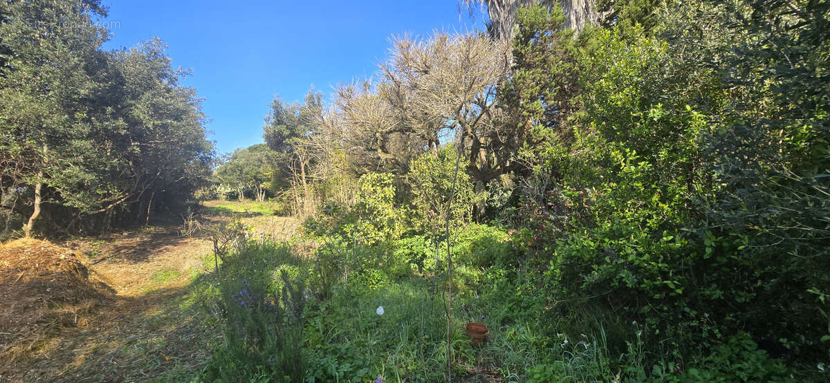 Terrain à OLMETO