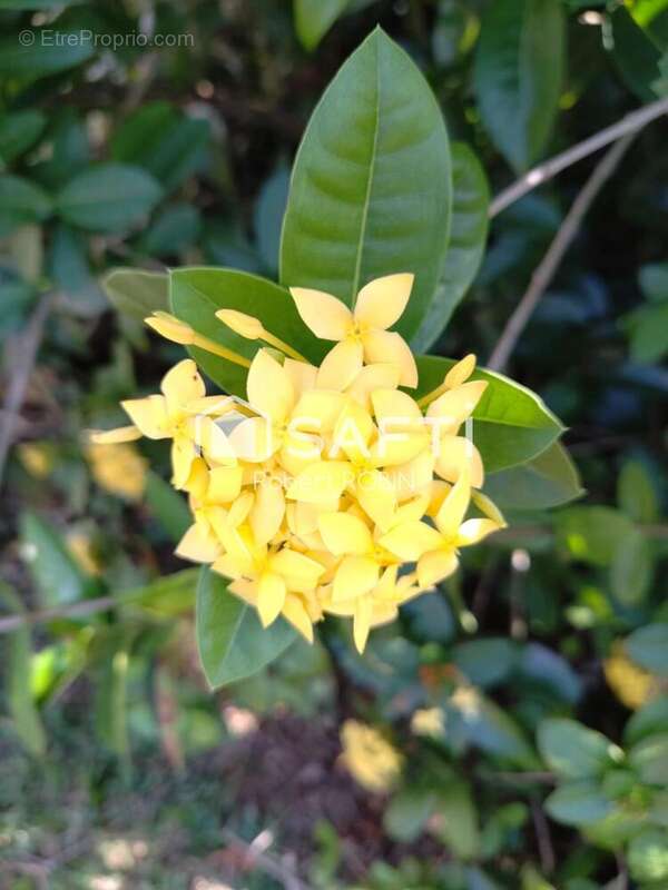 Photo 4 - Maison à MATOURY