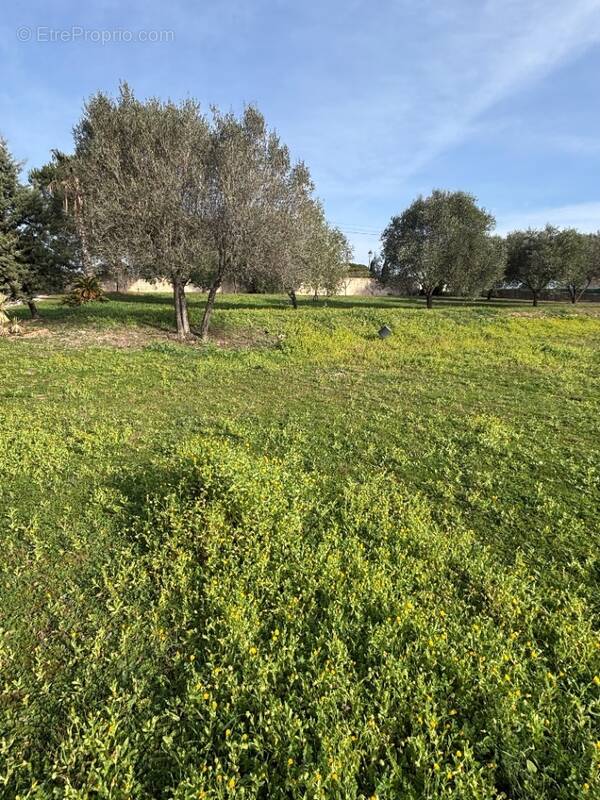 Terrain à ROQUEBRUNE-SUR-ARGENS