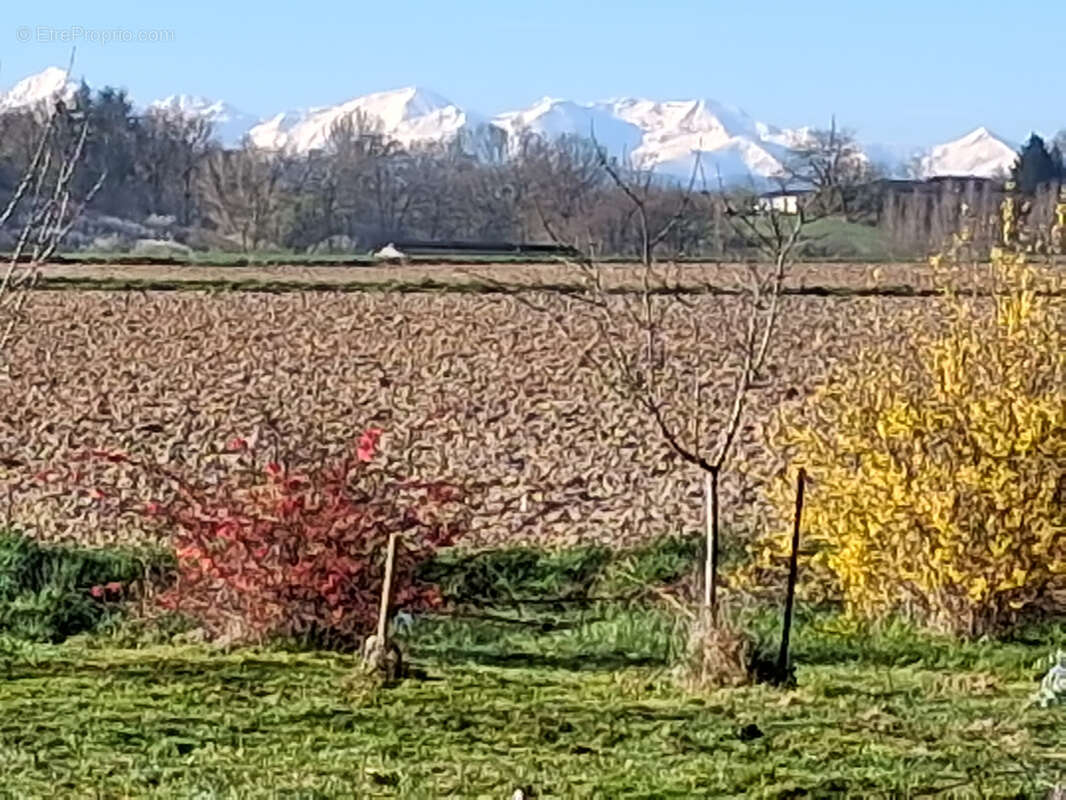 Terrain à MONTESQUIEU-VOLVESTRE