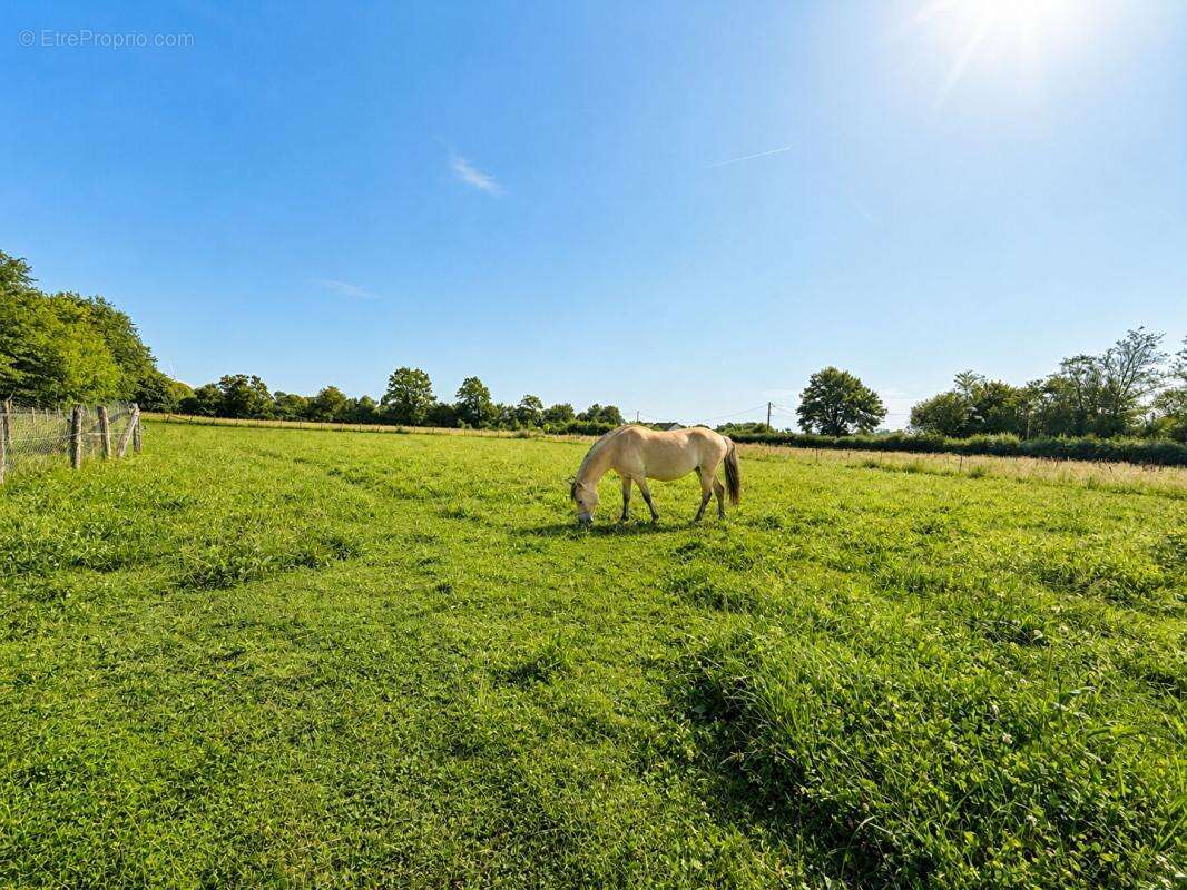 Maison rénovée sur 2 ha avec box chevaux - Secteur Mamers - photo 3