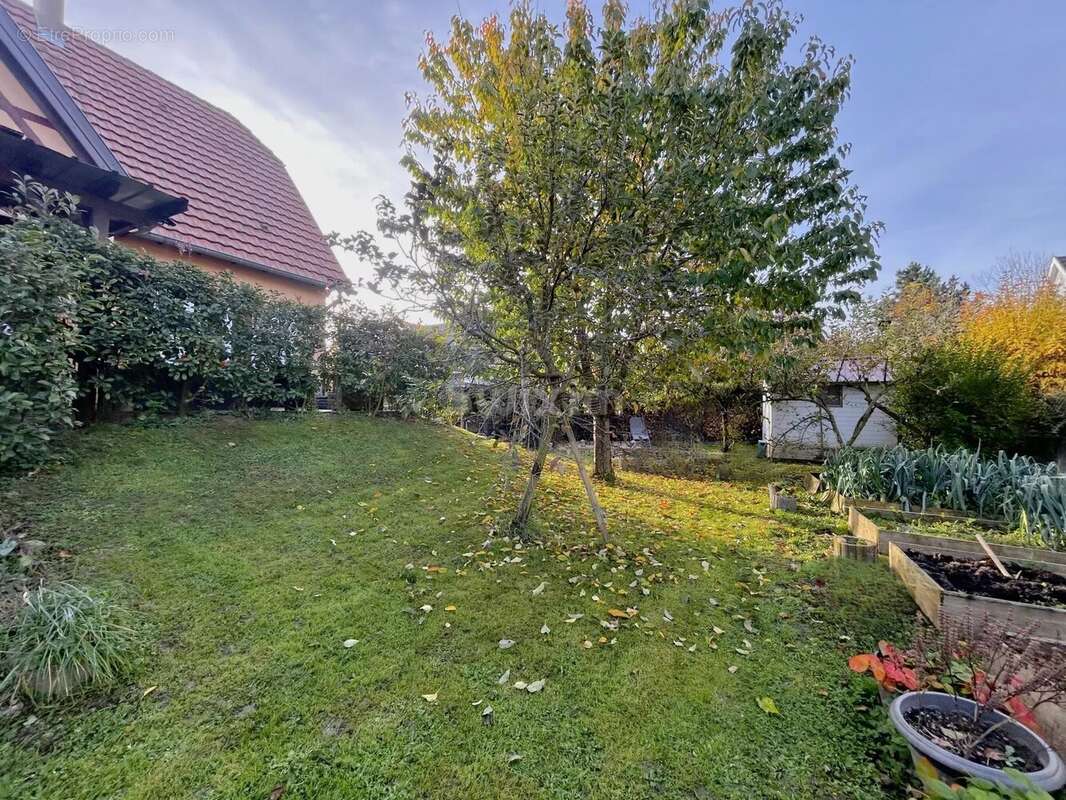 Maison à RIBEAUVILLE