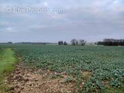 Terrain à SAINT-DENIS-D&#039;OLERON
