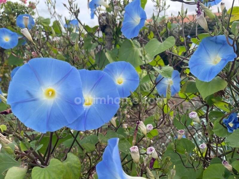 Maison à RIVEDOUX-PLAGE