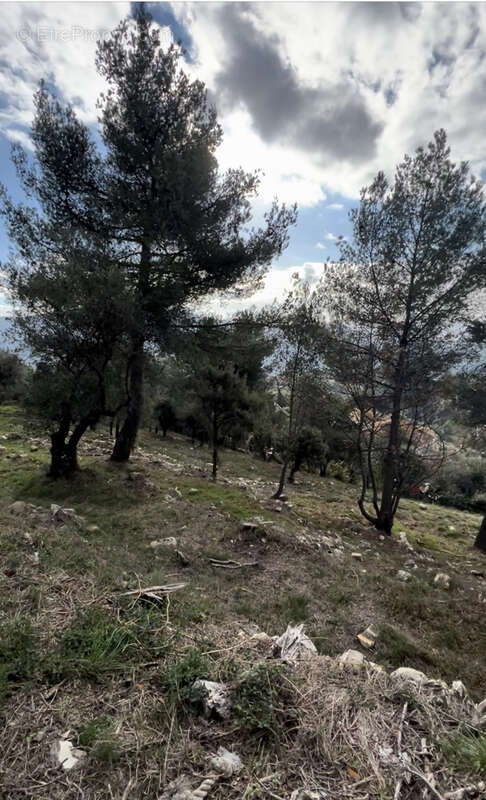 Terrain à TOURRETTE-LEVENS