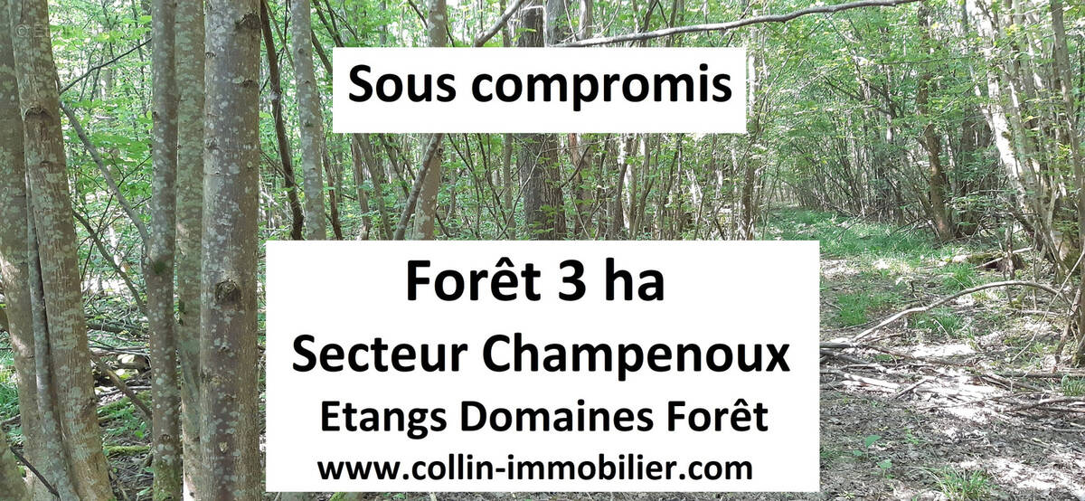 Terrain à CHAMPENOUX