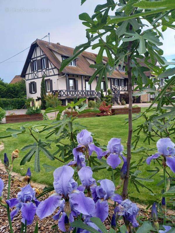 Près de Benfeld, Domaine de gîtes rénové – Fort potentiel touristique - photo 4