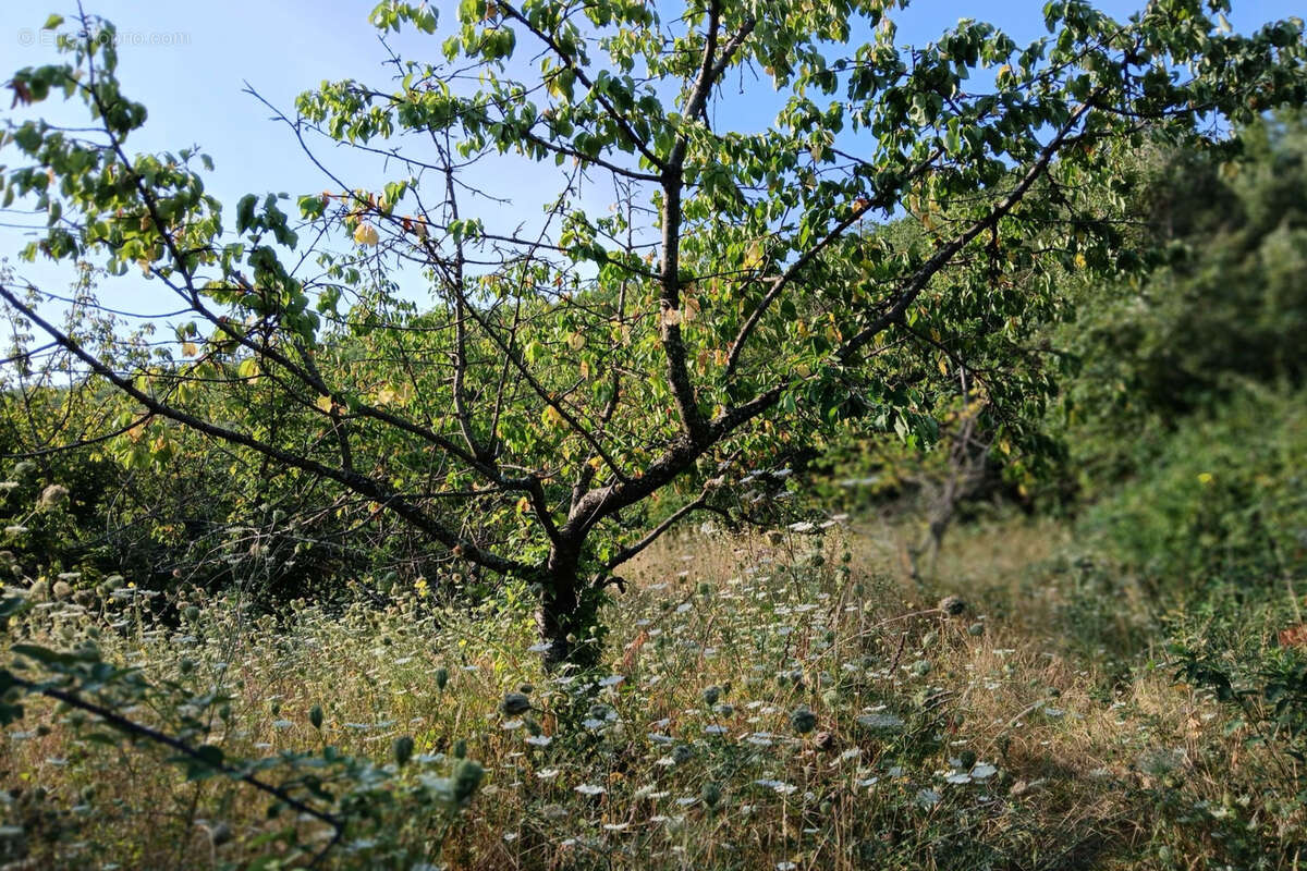 Terrain à REYNES