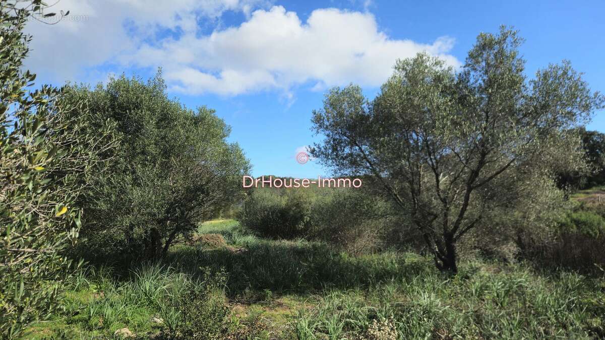 Terrain 1000 m² à Porto-Vecchio  - photo 2