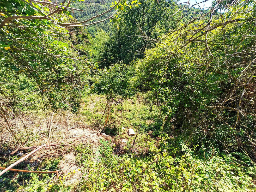 Photo 8 - Maison à BELVEDERE