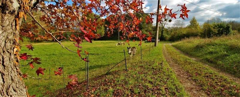 Maison à SAINT-MARTIN-DE-SEIGNANX