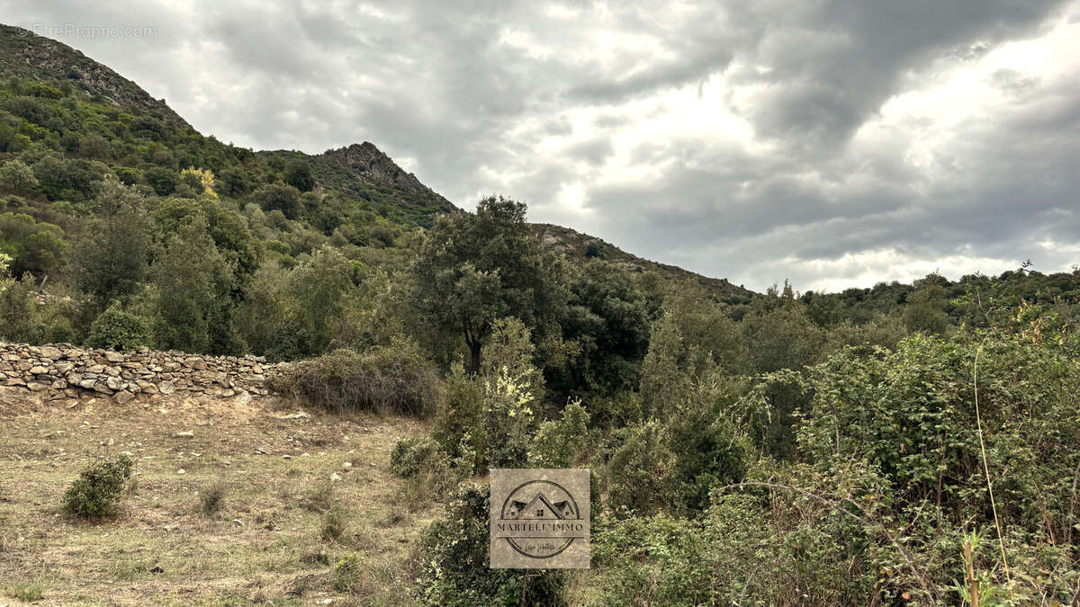 Terrain à vendre   Canavaggia (20235) - photo 3