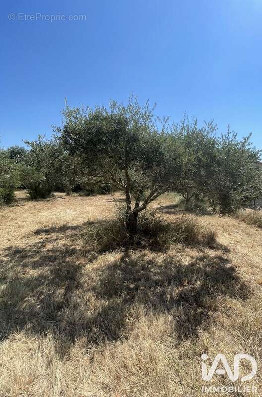 Terrain 1764 m² à Saint-Siffret  - photo 6
