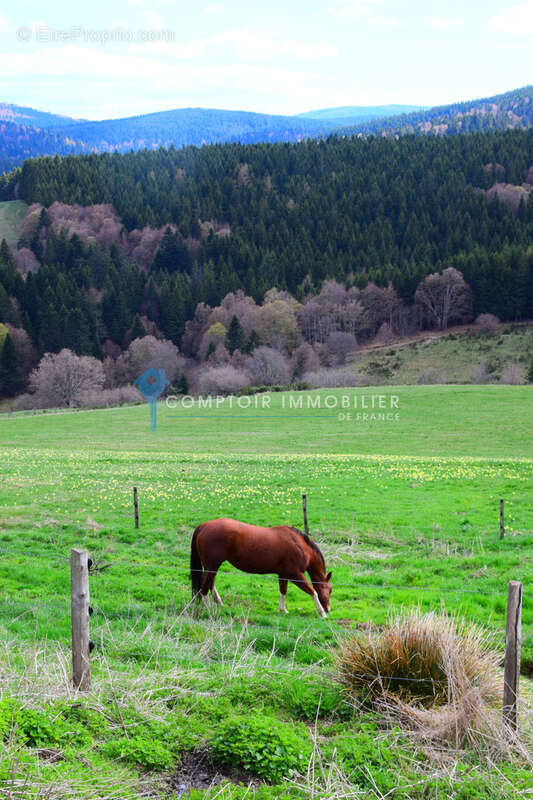 Maison à LE LAC-D'ISSARLES