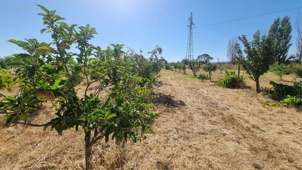 A vendre - verger à canet d'aude - photo 4