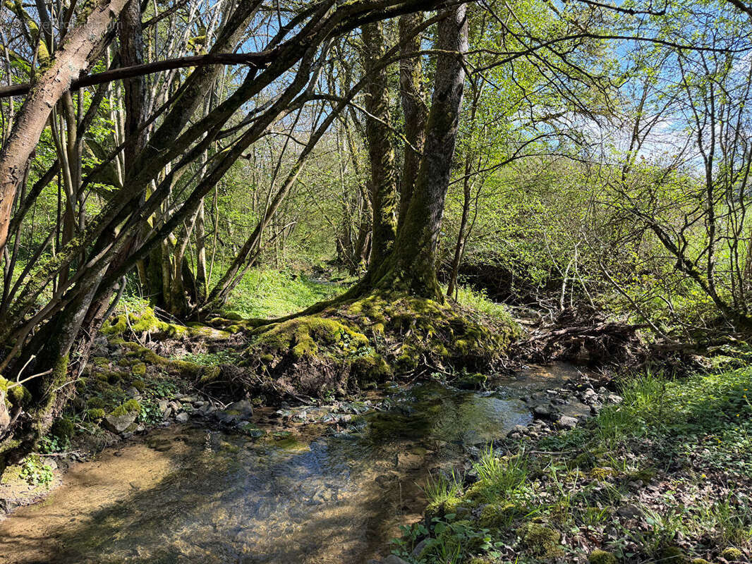 Grange Waldwisse de 250 m²  sur un terrain de  3 hectares et 63 ares - photo 12