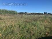 Terrain à SAINT-MATHIEU-DE-TREVIERS