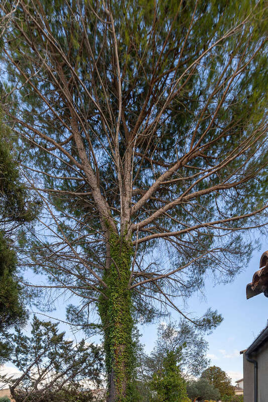 Maison à SAINT-GELY-DU-FESC