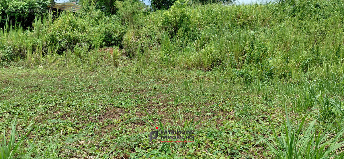 Terrain à GOYAVE