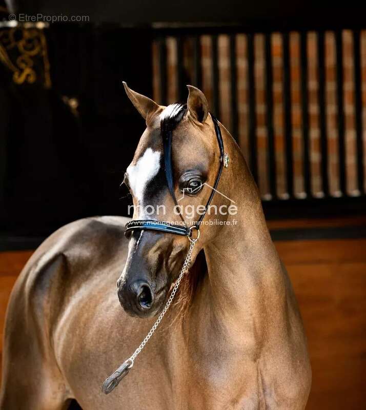 Haras d'exception de 12 hectares aux portes du Pays de Bray - photo 20