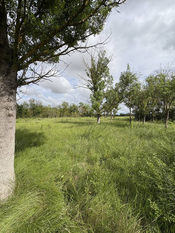 Terrain à FLORENSAC