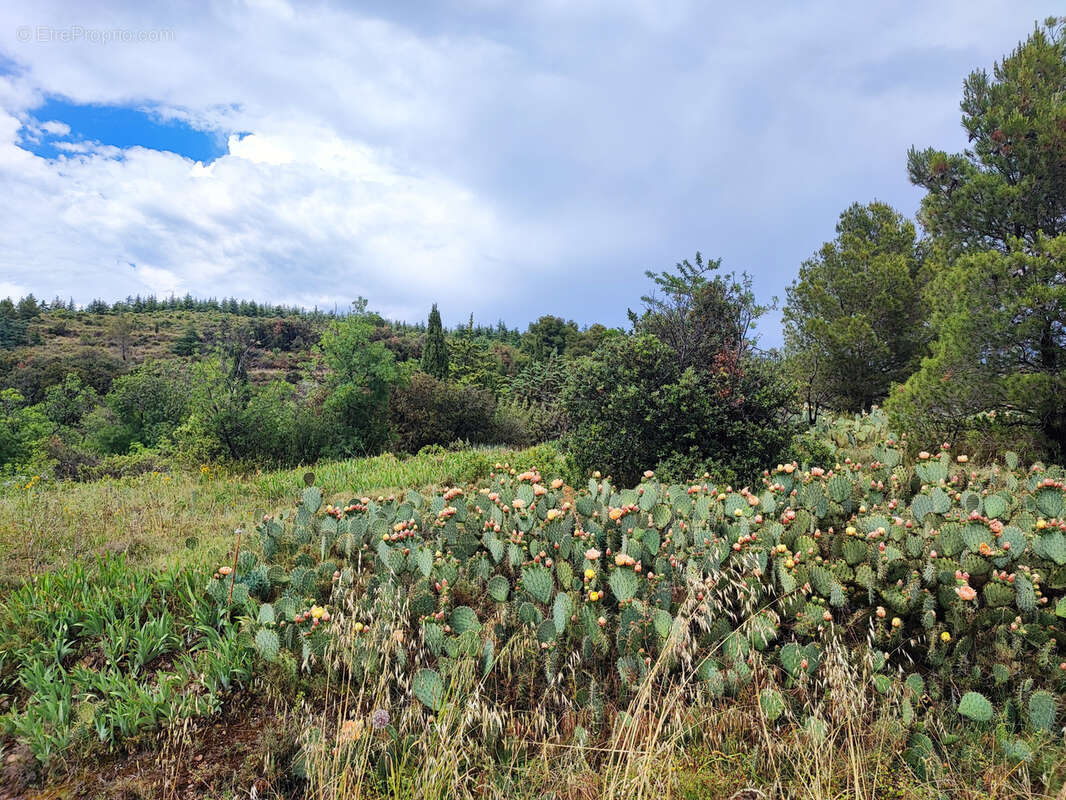 Terrain à FELINES-MINERVOIS