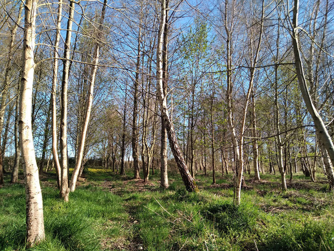Terrain à MARCILLE-RAOUL