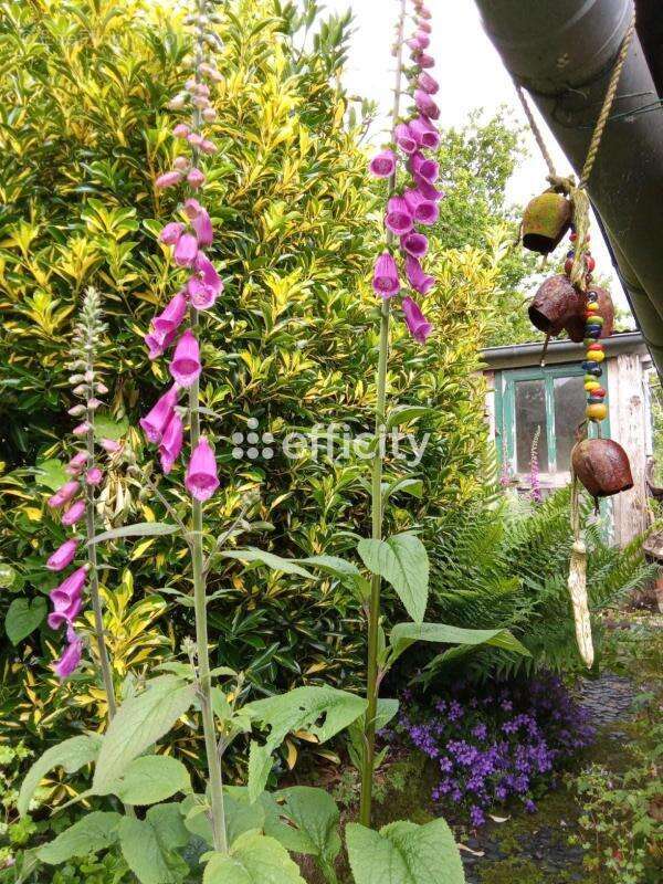 Maison à SAINT-PIERRE-DE-PLESGUEN