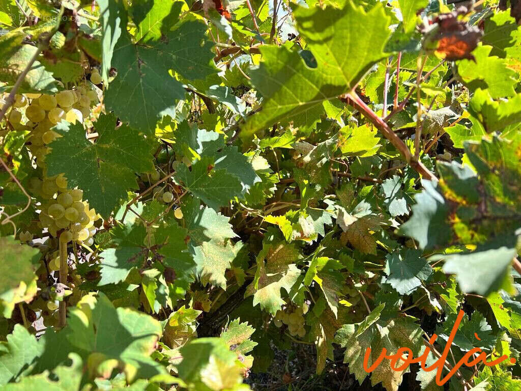 Maison à CARCASSONNE