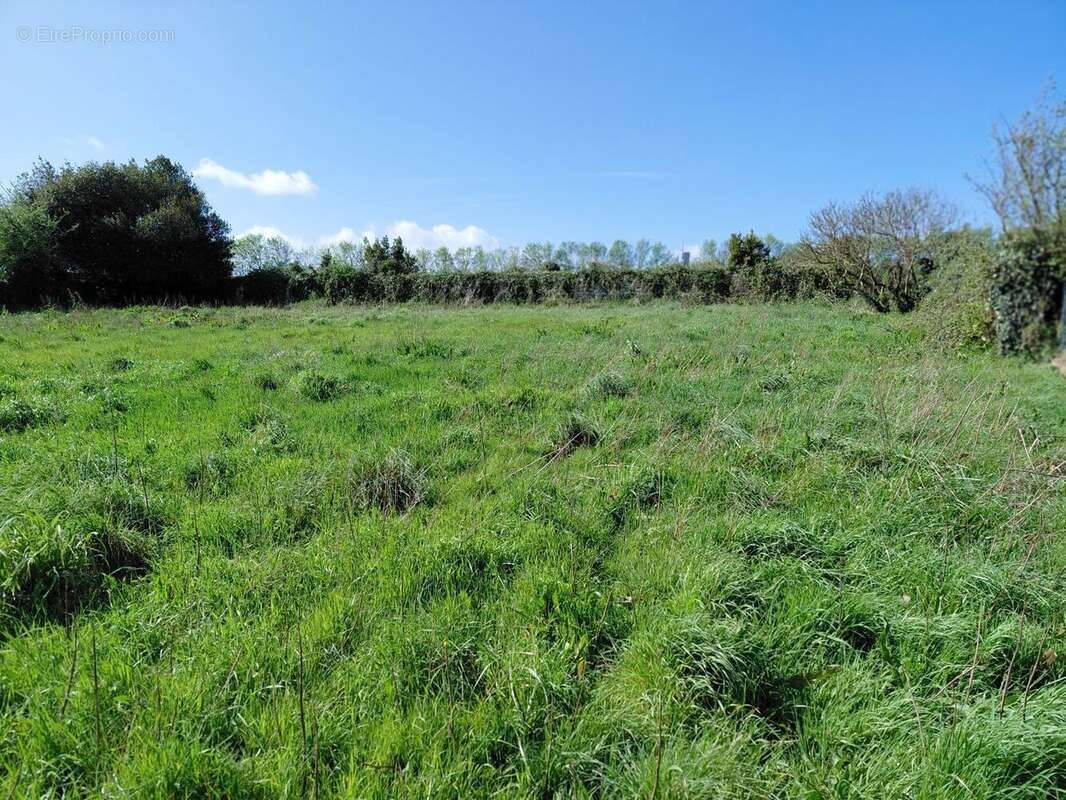 Terrain à SAINT-AGNANT